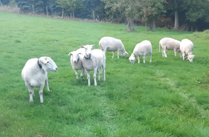Wie Schafe im Odenwald als Landschaftspfleger eingesetzt werden
