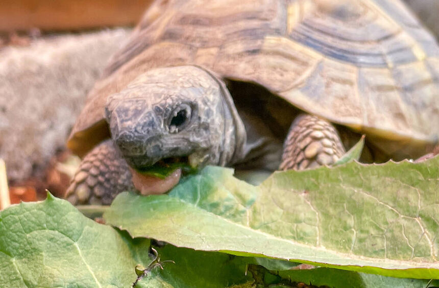 A tortoise in the Bensheim lost and found office