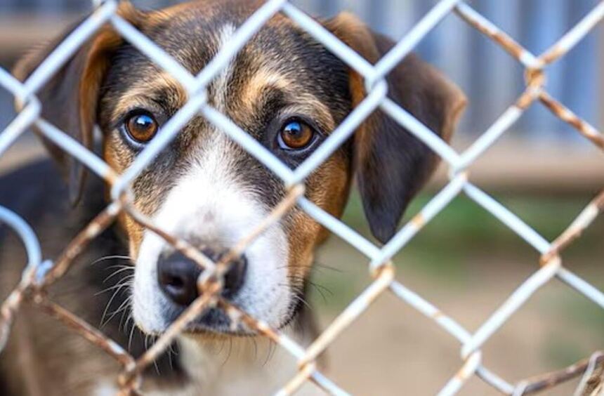 Tax exemption for pet dogs in Bensheim: Incentive or burden?