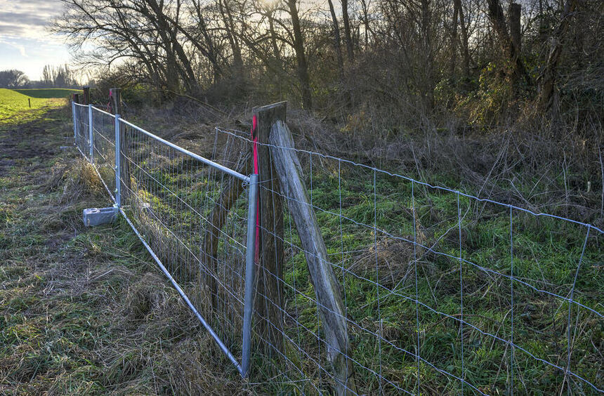 Schweinepest im Kreis Bergstraße noch lange nicht besiegt