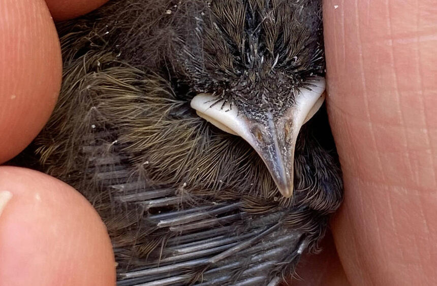 Ornithologist in Heppenheim: How to raise baby birds