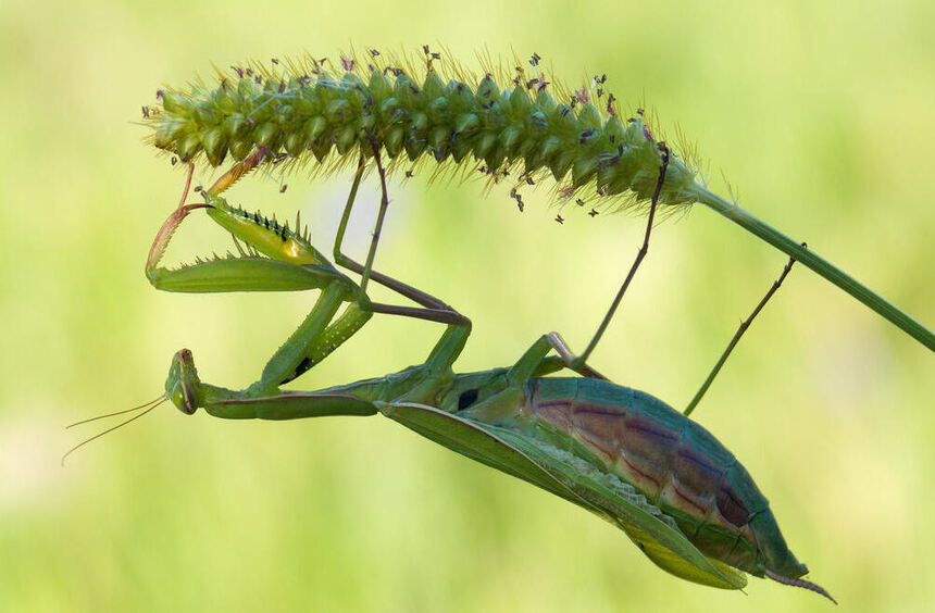 Why praying mantises feel at home in Bensheim