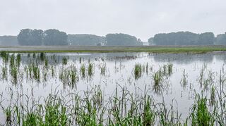 <p>Einem See gleicht manche Ackerfläche derzeit in Lorsch - hier ein Blick in ein kaum noch zu erkennendes Mais- und Rübenfeld in der südlichen Gemarkung.</p>