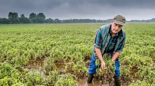 <p>Hoch steht die braune Brühe im Kartoffelacker. Statt fester Knollen kann Reiner Jöst momentan nur matschige und verfaulte Pflanzen aus der Erde ziehen.</p>