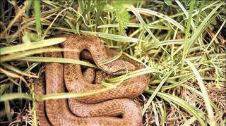 <p>Brauntöne überwiegen bei der Schlingnatter. Die Flecken auf dem Rücken können jedoch ausgeprägter sein, dem Zickzackband der Kreuzottern ähneln und so zu Verwechslungen führen. Die Kreuzotter kommt aber im Kreis Bergstraße nicht vor.</p>